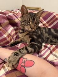 Lost Male Cat last seen Westwood boulevard, Staunton, VA 24401