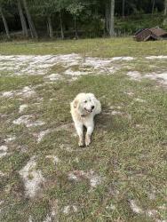 Lost Female Dog last seen S plank / Stanton hill, Sanford, NC 27330