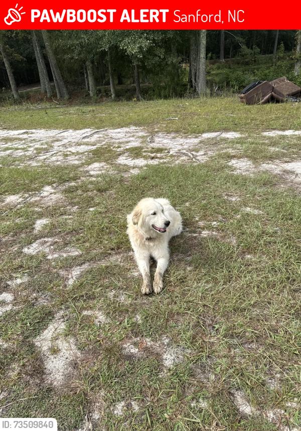 Lost Female Dog last seen S plank / Stanton hill, Sanford, NC 27330