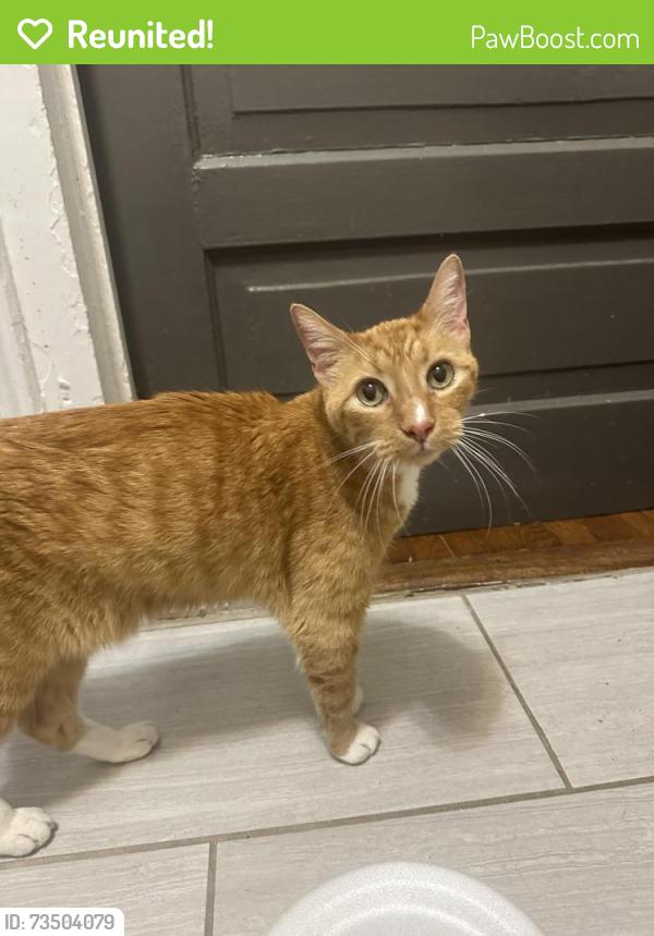 Reunited Unknown Cat last seen Near to Big Cat restaurant, Raleigh, NC 27604