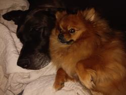 Reunited Male Dog last seen Frisbee school, Wolcott, CT 06716