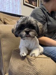 Lost Male Dog last seen Under and Blake, Albuquerque, NM 87121