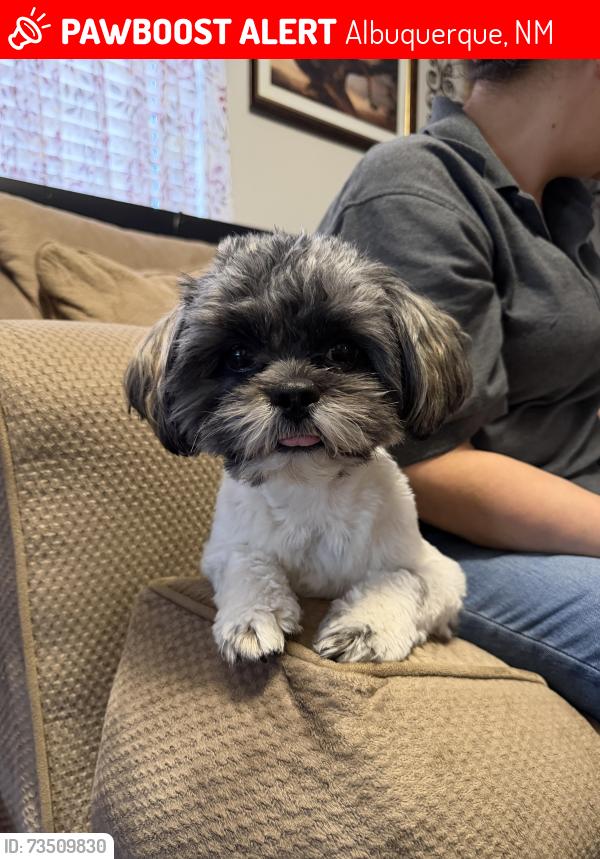 Lost Male Dog last seen Under and Blake, Albuquerque, NM 87121