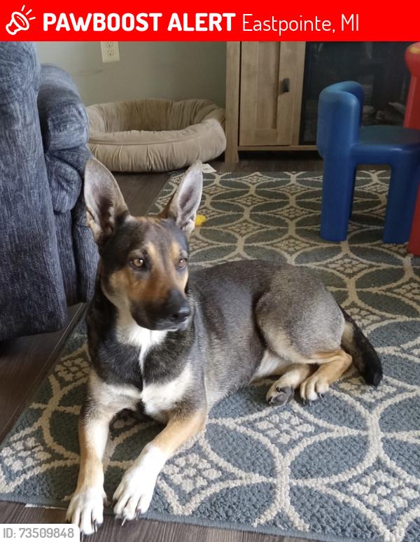 Lost Female Dog last seen 9 mile and Schroeder, Eastpointe, MI 48021