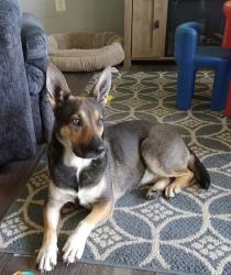 Lost Female Dog last seen 9 mile and Schroeder, Eastpointe, MI 48021