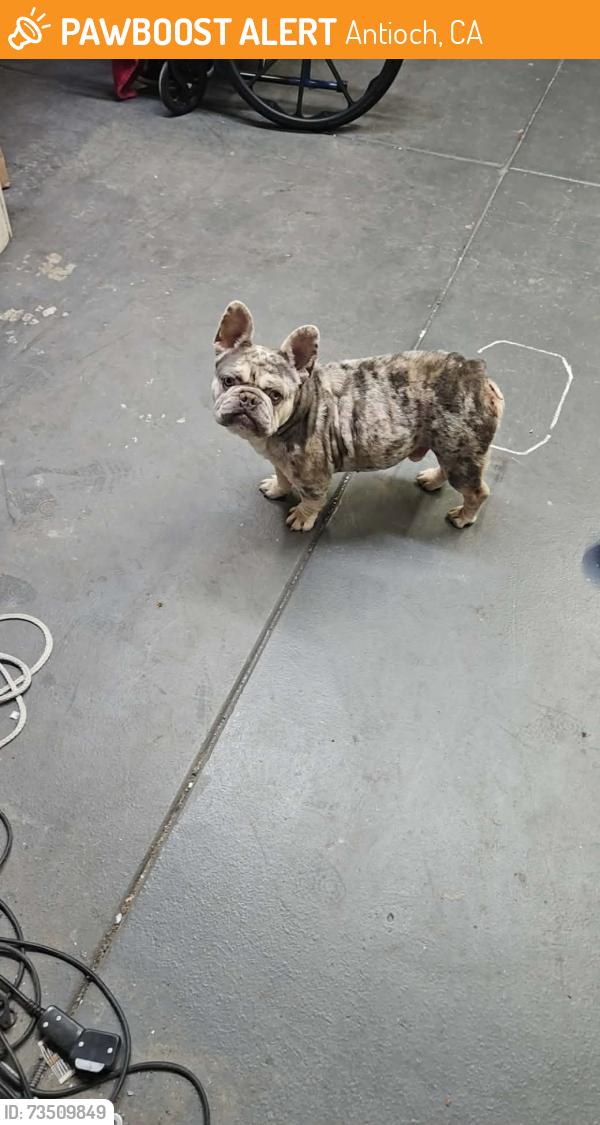 Found/Stray Male Dog last seen Near almond tree ct, Antioch, CA 94509