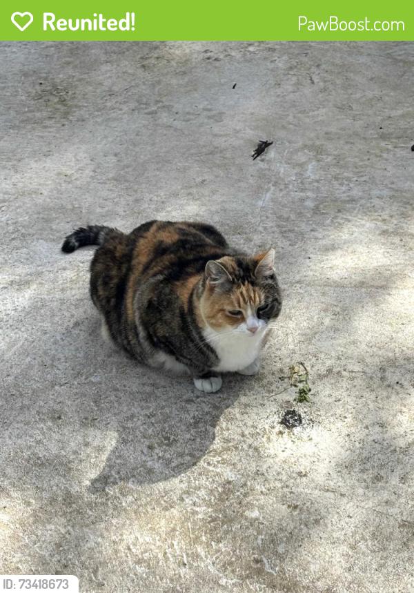 Reunited Female Cat last seen W.133rd Ave san leandro, San Leandro, CA 94577