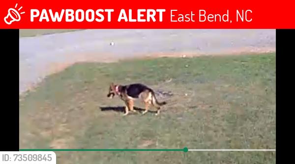 Lost Female Dog last seen Richmond Hill church road, East Bend, NC 27018
