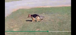 Lost Female Dog last seen Richmond Hill church road, East Bend, NC 27018