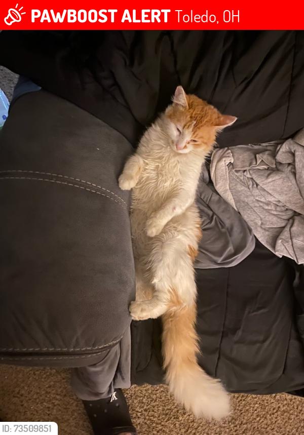 Lost Male Cat last seen Manhattan Plaza, Toledo, OH 43608