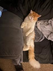 Lost Male Cat last seen Manhattan Plaza, Toledo, OH 43608