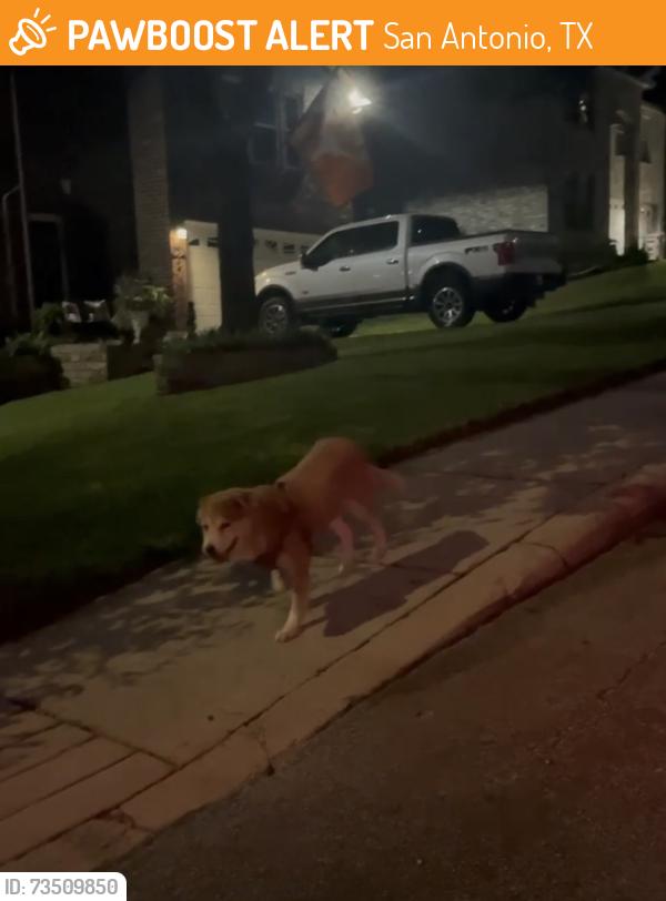 Found/Stray Unknown Dog last seen Karat Dr., San Antonio, TX 78232