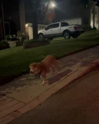 Found/Stray Unknown Dog last seen Karat Dr., San Antonio, TX 78232