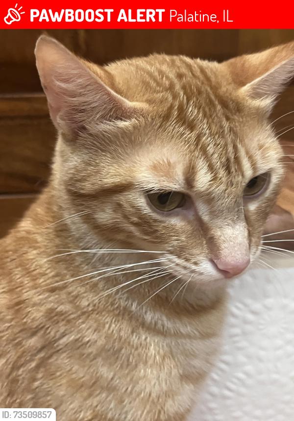Lost Male Cat last seen Ela rd palatine, Palatine, IL 60195