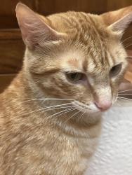 Lost Male Cat last seen Ela rd palatine, Palatine, IL 60195