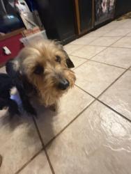 Reunited Female Dog last seen Western and 164th, Edmond, OK 73012