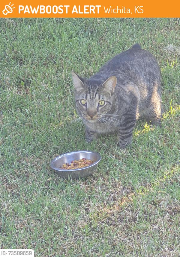 Found/Stray Unknown Cat last seen 31st and Oliver, Wichita, KS 67210