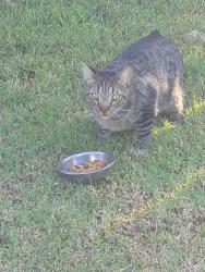 Found/Stray Unknown Cat last seen 31st and Oliver, Wichita, KS 67210