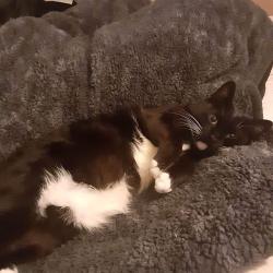 Lost Male Cat last seen Near W Tenth Ave Lakewood, CO 80214, Lakewood, CO 80214