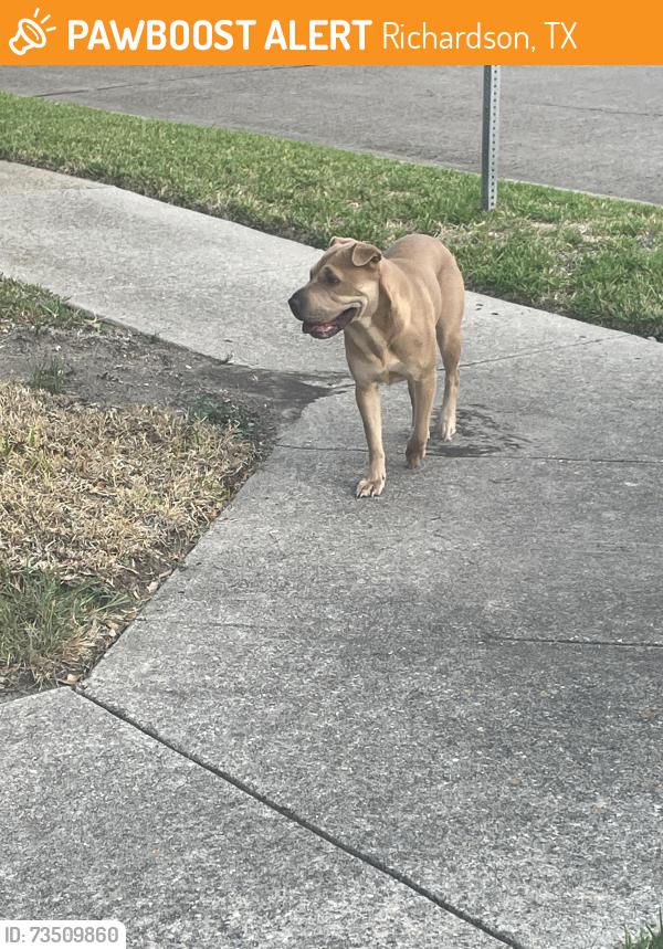 Found/Stray Female Dog last seen Deep Valley Dr. and Deep Valley Pl., Richardson, TX 75080
