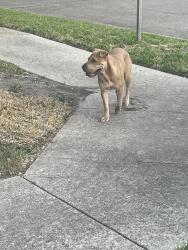 Found/Stray Female Dog last seen Deep Valley Dr. and Deep Valley Pl., Richardson, TX 75080