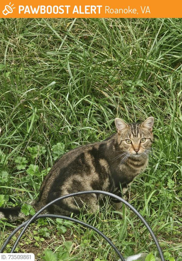 Found/Stray Unknown Cat last seen Kessler rd roanoke NE, Roanoke, VA 24012