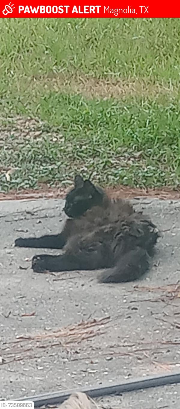 Lost Female Cat last seen Near Joseph and 1488, Magnolia, TX 77355