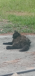 Lost Female Cat last seen Near Joseph and 1488, Magnolia, TX 77355