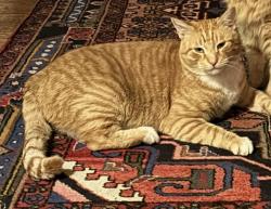 Reunited Male Cat last seen Park Ave near Meadow Park, Richmond, VA 23220