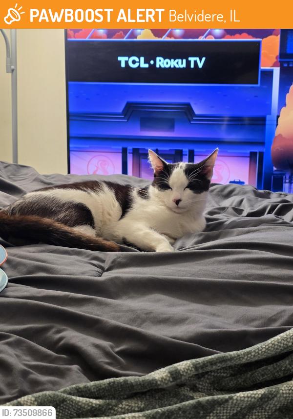 Found/Stray Male Cat last seen Corner of Douglas and Willow, Belvidere, IL 61008