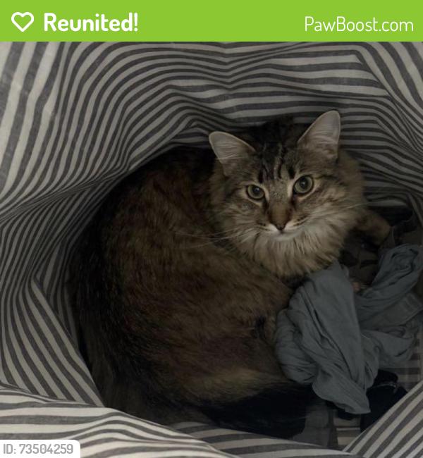 Reunited Male Cat last seen Casa Verde Street, Zanker Road, E Tasman Dr, San Jose, CA 95134