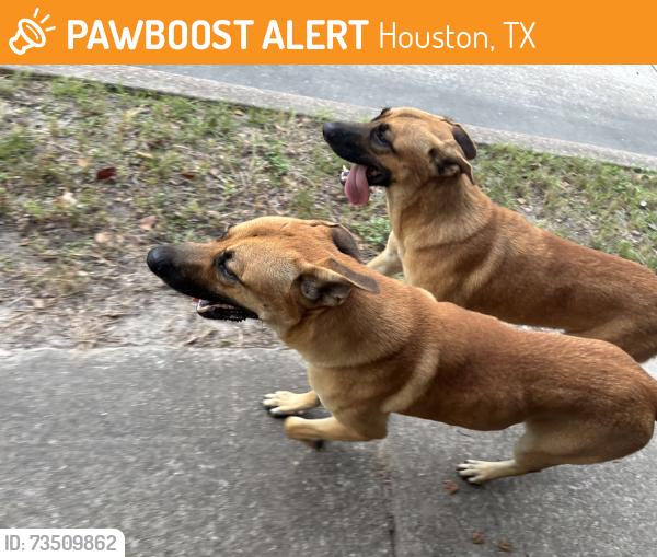 Found/Stray Unknown Dog last seen Near the gas station reliant, Houston, TX 77045
