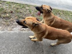 Found/Stray Unknown Dog last seen Near the gas station reliant, Houston, TX 77045