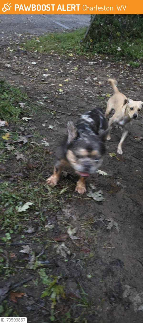 Found/Stray Unknown Dog last seen Kanawha bvld, Charleston, WV 25311