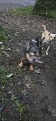 Found/Stray Unknown Dog last seen Kanawha bvld, Charleston, WV 25311