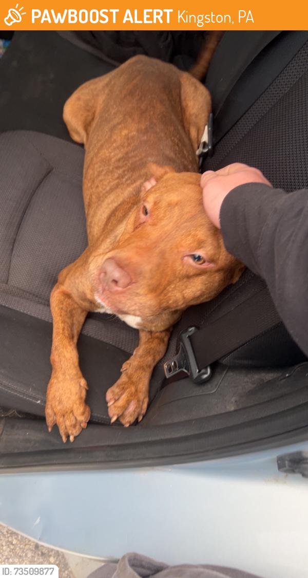 Found/Stray Male Dog last seen Ridge Ave, Kingston, PA 18704