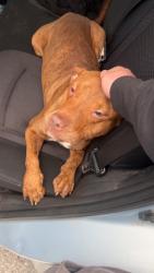 Found/Stray Male Dog last seen Ridge Ave, Kingston, PA 18704