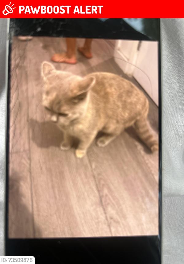 Lost Female Cat last seen Se77tp, Greater London, England SE7 7TP