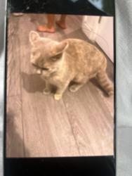 Lost Female Cat last seen Se77tp, Greater London, England SE7 7TP