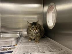 Shelter Stray Female Cat last seen Near BLOCK S FALCON GLEN BLVD, 3839 W Burnham St, West Milwaukee, WI 53215, USA