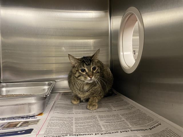 Shelter Stray Female Cat last seen Near BLOCK S FALCON GLEN BLVD, 3839 W Burnham St, West Milwaukee, WI 53215, USA