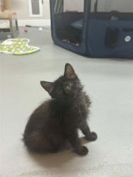 Shelter Stray Female Cat last seen WENTZVILLE, 4850 Mid Rivers Mall Dr, St Peters, MO 63376, USA