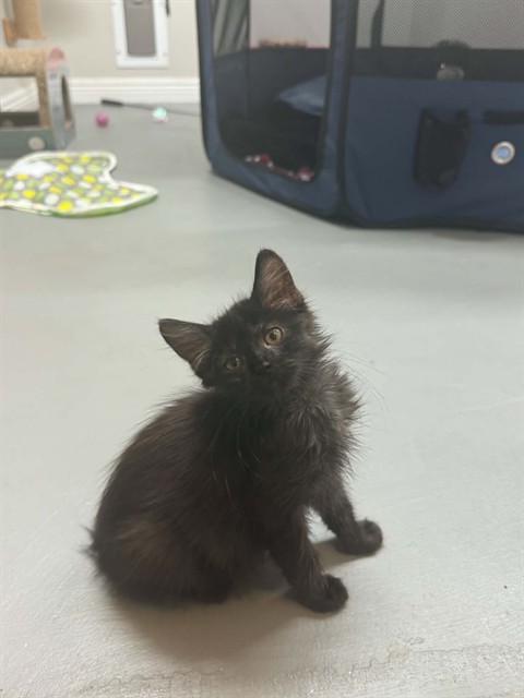 Shelter Stray Female Cat last seen WENTZVILLE, 4850 Mid Rivers Mall Dr, St Peters, MO 63376, USA