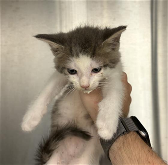 Shelter Stray Male Cat last seen Near, 5001 E Raymond St, Indianapolis, IN 46203, USA