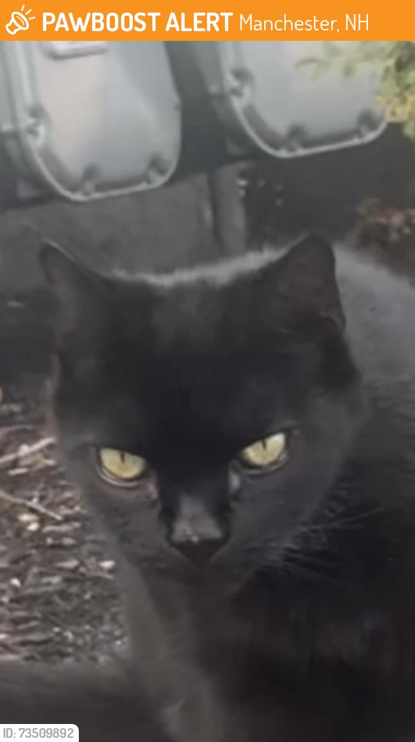 Found/Stray Male Cat last seen Kelly street Manchester, Manchester, NH 03102