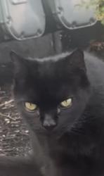 Found/Stray Male Cat last seen Kelly street Manchester, Manchester, NH 03102