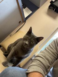 Reunited Male Cat last seen Green/Henry Ave, Warminster Township, PA 18974