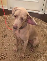 Found/Stray Female Dog last seen Legacy Blvd and Wickham Rd, Viera West, FL 32940