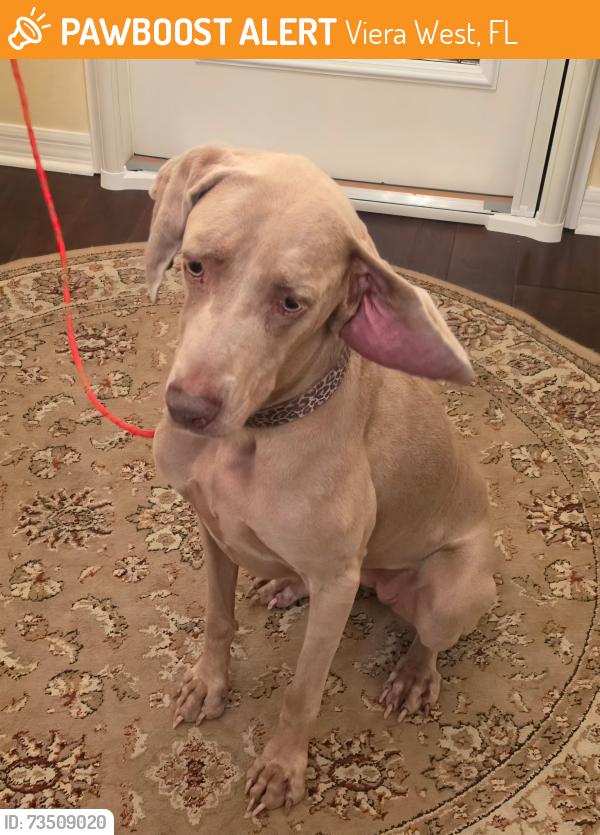Found/Stray Female Dog last seen Legacy Blvd and Wickham Rd, Viera West, FL 32940