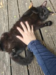Lost Female Cat last seen Christ hosp, Cincinnati, OH 45219